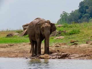 Fototapeta na wymiar Giant Asian Elephant having a Mud water muddy bath as a sunscreen and insect repellent near lake riverbed in a National Park in Sri Lanka