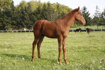 Obraz premium Young chestnut colt grazing peaceful on meadow rural animal farm