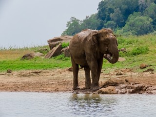 Giant Asian Elephant having a Mud water muddy bath as a sunscreen and insect repellent near lake riverbed in a National Park in Sri Lanka