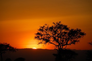 Naklejka na ściany i meble Acacia trees at sunset, Tarangire National Park, Tanzania