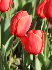 Fototapeta premium Tulpenpaar