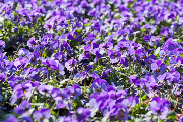 Naklejka premium Ein Blütenmeer - lilafarbene Stiefmütterchen.