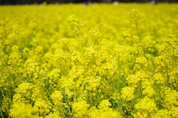Obraz premium 菜の花