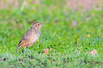 Indochinese Bushlark or Mirafra erythrocephala, beautiful bird standing on ground with green background.
