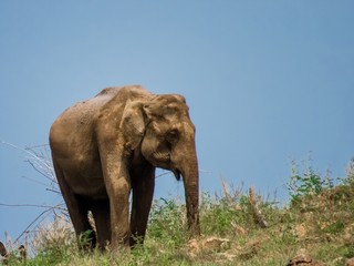 Fototapeta na wymiar Giant Asian Elephant feeds on Grass Vegetation in a National Park in Sri Lanka