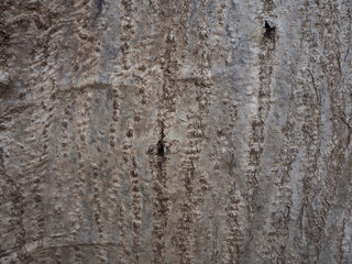 abstract bark wood background