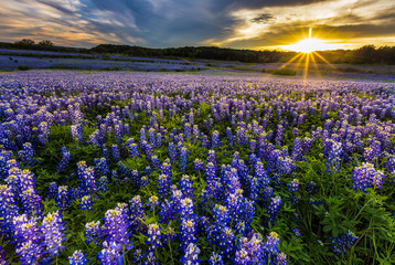 Naklejka premium Texas bluebonnet field in sunset at Muleshoe Bend Recreation Area