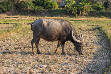 Water buffalo or domestic Asian water buffalo (Bubalus bubalis)