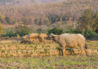 Obraz premium Water buffalo or domestic Asian water buffalo (Bubalus bubalis)