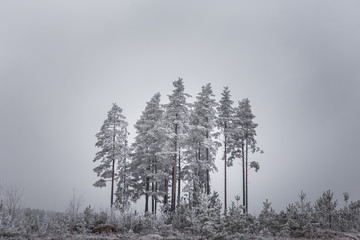 Island of trees in winter