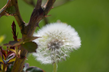 macro blowball