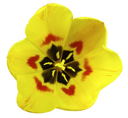 Spring yellow tulip flower. garden flower  white  isolated background with clipping path.  Closeup. no shadows.  Nature.