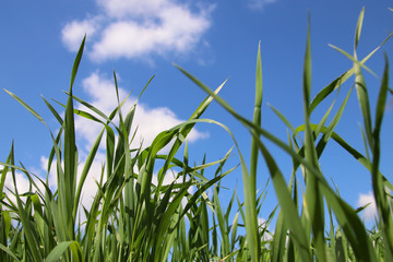 Obraz premium low angle view of fresh grass against blue sky
