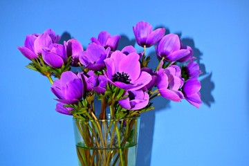 vaso di vetro con anemoni viola, con sfondo blu