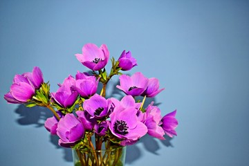 mazzo di anemoni viola isolati in primo piano