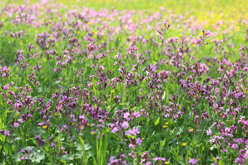 Obraz na płótnie Canvas dreamy photo of spring meadow with wildflowers