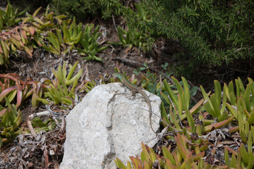 Lizard on stone