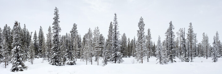 panorama of winter pines in forest