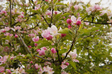 Apfelbaum - Blüten - DSC03773