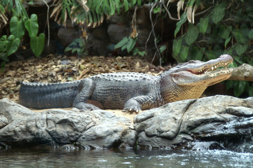 Alligator mit offenem Maul