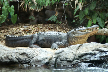 Alligator mit geschlossenem Maul