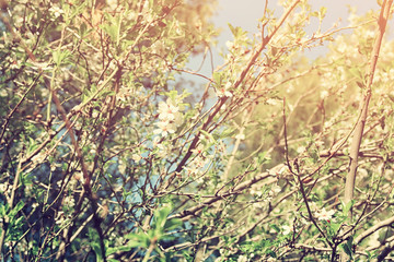 background of spring white cherry blossoms tree