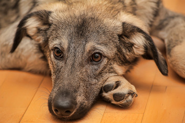 Crossbreed puppy Shepherd looks guiltily.