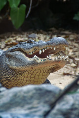 Alligatorkopf