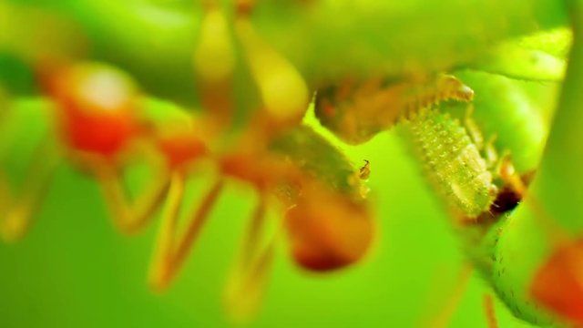 Red Ants farming and eating the honeydew release by the aphids share a relationship of mutualism