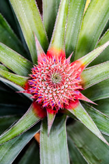 Pineapple tropical fruit growing in a farm.