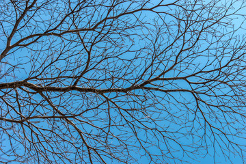 Drought Tree with blue sky