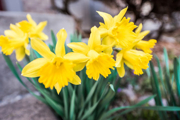 Many open yellow daffodils closeup