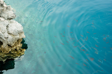 Fishes near rock