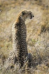 Rear view of an African cheetah