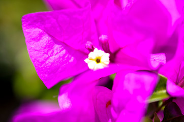 pink bougainville tropical flower closeup shot