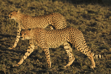 Two cheetahs walking across the savanna in Tanzania during the golden hour.
