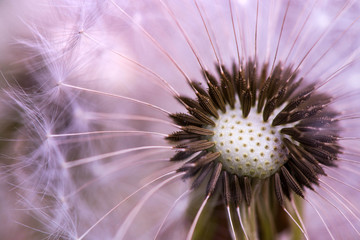 Macro shot of a dandelion

