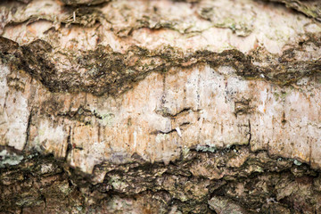 Felling in the forest, lumberjack chopping wood and gathering firewood for winter. Macro shot of natural texture of birch bark in the forest on early winter. Beautiful, rustic wooden background