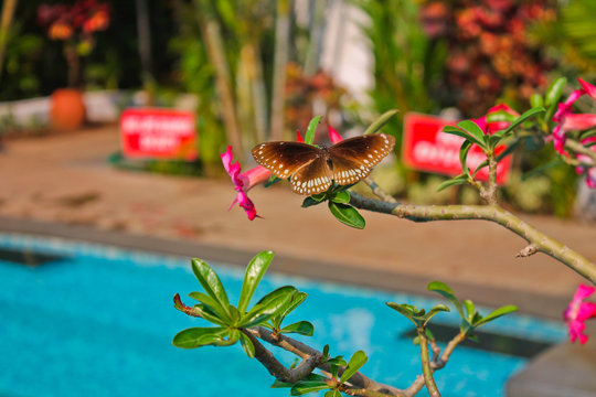 Бабочка, тропический цветок, ГОА, Индия
