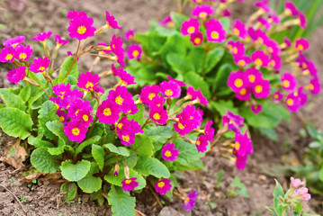 Red primula flowers at spring