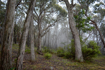 Mist in the morning in bushland in Australia