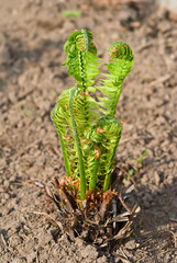 Young fern