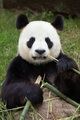 Giant panda (Ailuropoda melanoleuca).