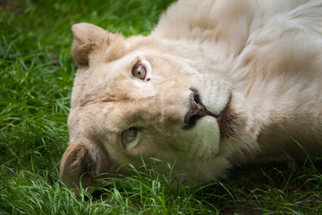 Female white lion (Panthera leo krugeri).