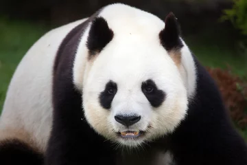 Crédence de cuisine en verre imprimé Panda Giant panda (Ailuropoda melanoleuca).