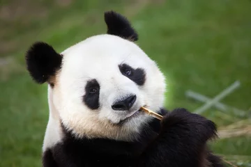 Fotobehang Panda Reuzenpanda (Ailuropoda melanoleuca).