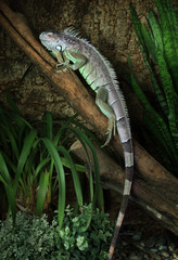 Green Iguana resting on a branch