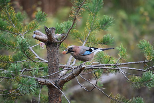 Blue Jay with Beery on Tree