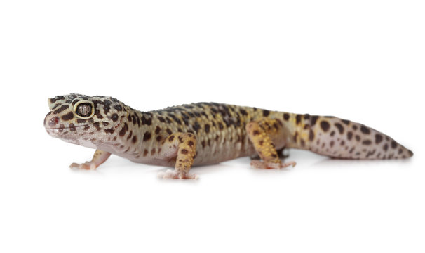 The leopard gecko over white
