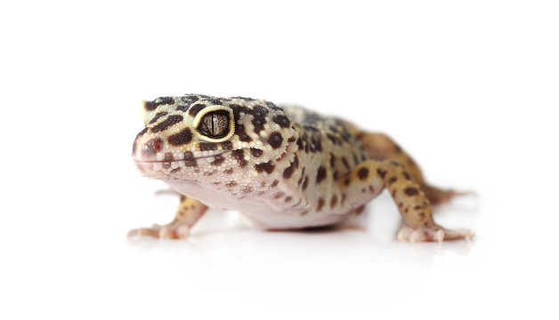 Portrait of leopard gecko over white